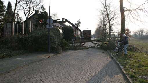 Rooien van bomen in Nijmgen, wij hebben hier een strook groen op geruimd. waar onder andere een ceder en coniferenin stonden